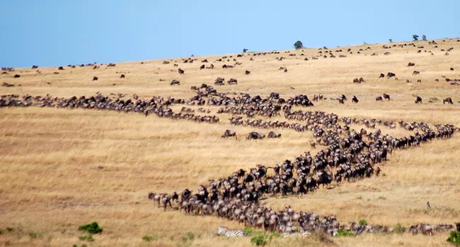 La Gran Migración En El Serengueti - arenatours.com
