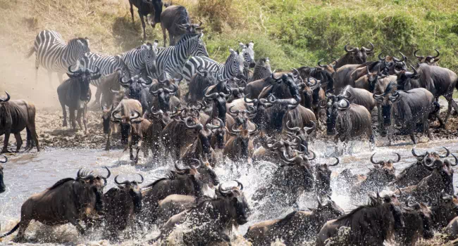 Migración De Ñus En El Serengueti - arenatours.com