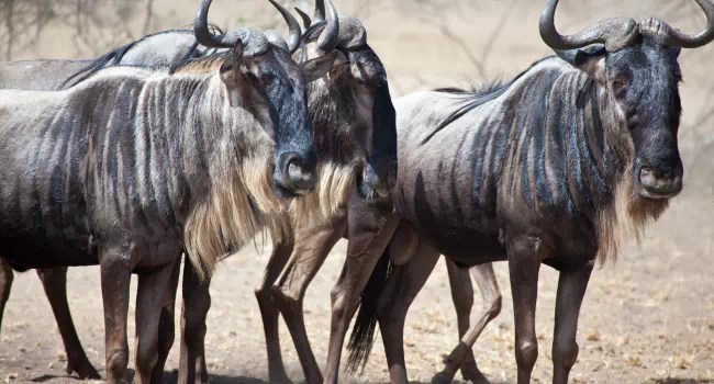 Ñus En Tanzania - arenatours.com