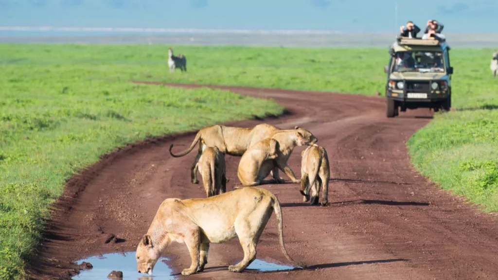 Safaris - arenatours.com