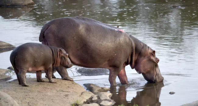 Safaris Por Tanzania Hipopótamos - arenatours.com