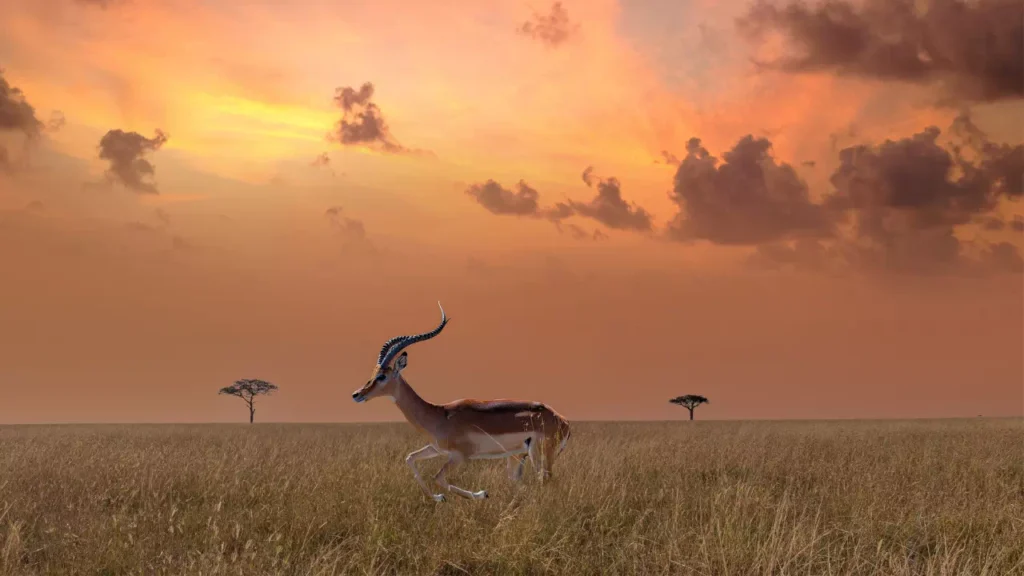 Viaje A Tanzania Y Zanzíbar Serengueti - arenatours.com - Viaje a Tanzania