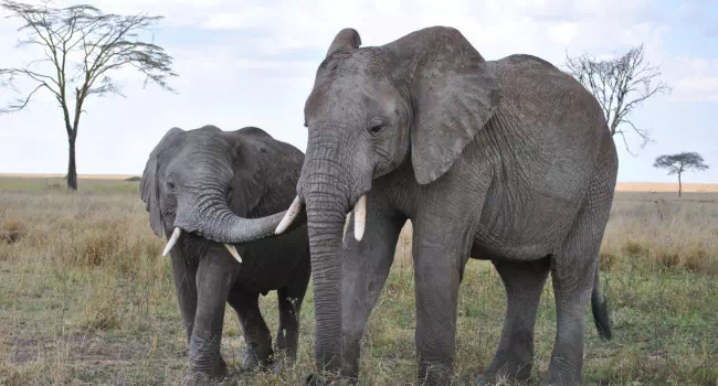 Elefantes En Tanzania - arenatours.com