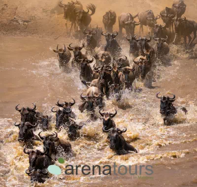 La Gran Migracion Tanzania - arenatours.com