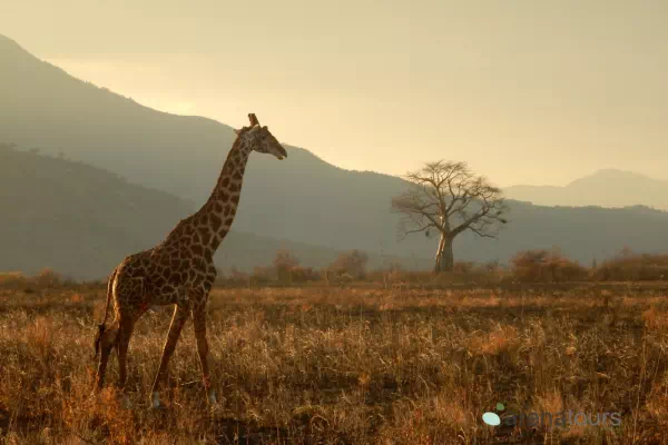 Parques Nacionales Y Safaris - arenatours.com