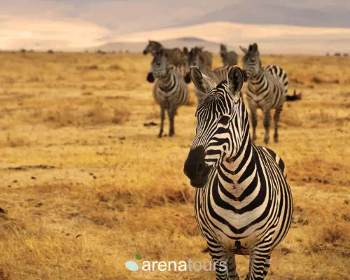 Tanzania Banner Vertical X Px - arenatours.com