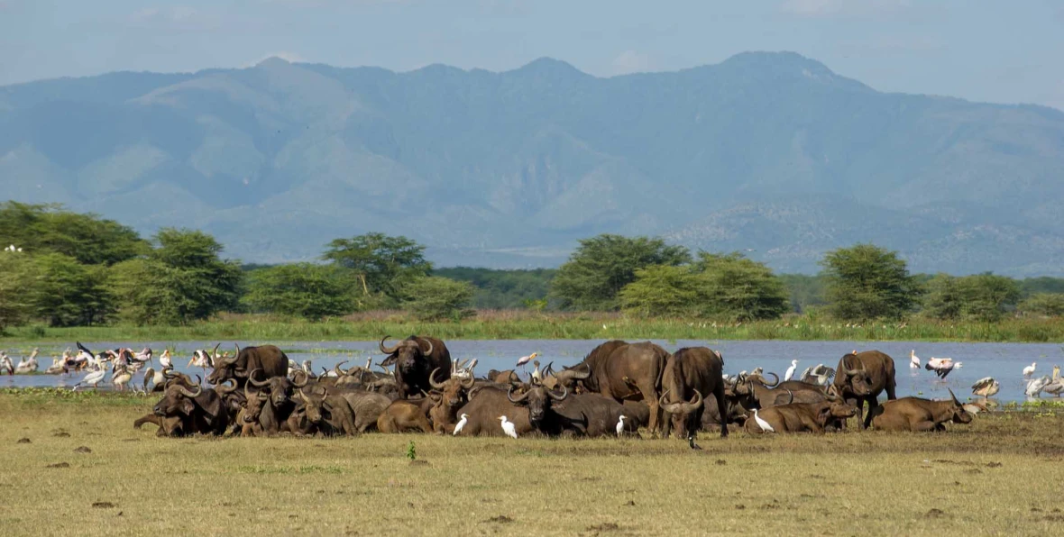 Lake Manyara - arenatours.com