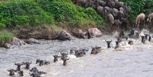 Mara River Post Tanzania - arenatours.com