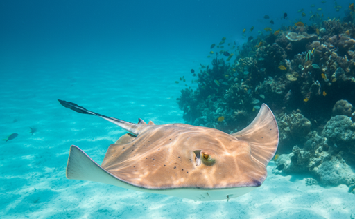 Diferencia Entre Mantarraya Y Raya Maldivas Arenatours - arenatours.com - mantas en Maldivas