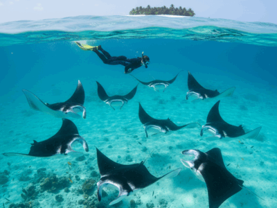 Mantas En Maldivas Arenatours - arenatours.com - mantas en Maldivas