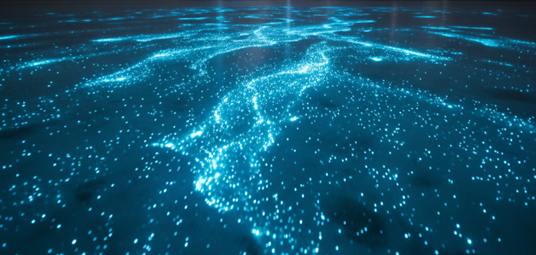 Bioluminiscencia En Maldivas Mar De Estrellas - arenatours.com