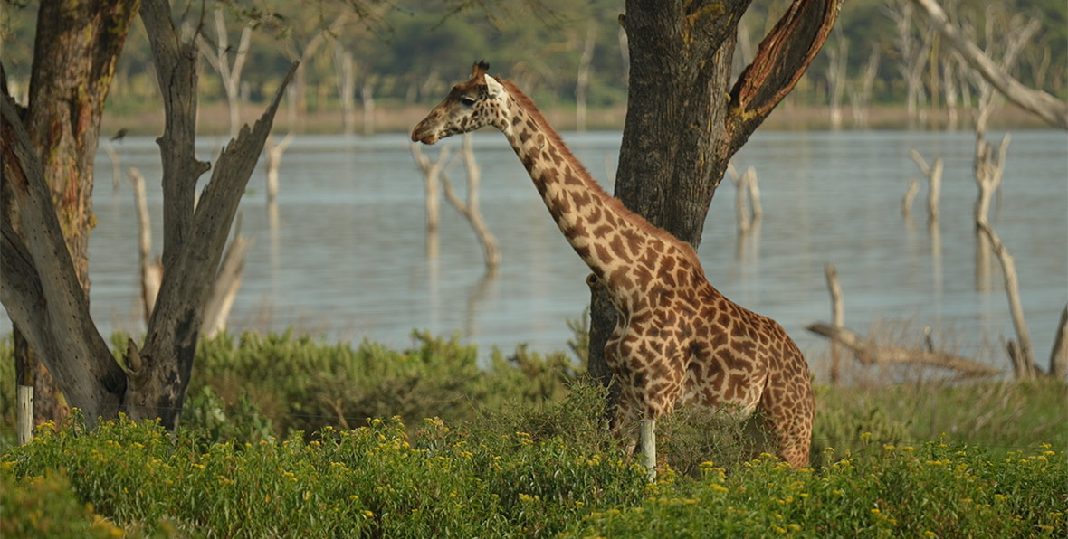 Safari a pie en Crescent Island durante viaje a Kenia