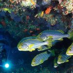 excursiones de buceo en Safari Island Resort & Spa Maldives