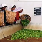 Heritance Tea Factory - arenatours.com