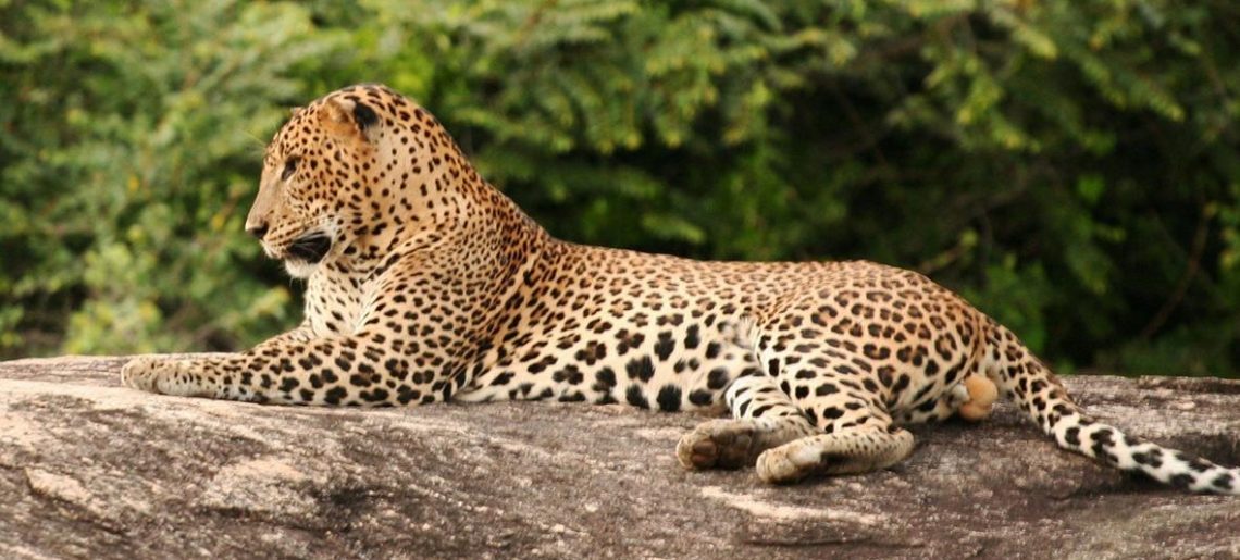 Nuwara Eliya – Yala Park – Kataragama